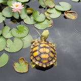 Maxbell Garden Turtle Statue Fake Tortoise Ornament for Outdoor Courtyard