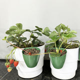 Maxbell 20 Pieces Strawberry Nursery Pots Cup Accessory Multifunctional Side Hanging Size L