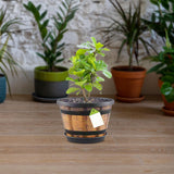 Maxbell Plant Pot Decor with Drainage Holes Saucer for Garden Home Plants Yard Hotel 21.15 cmx20.9 cm