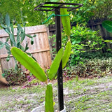 Maxbell Dragon Fruit Trellis Versatile Garden Trellis for Cucumbers Backyard Flowers
