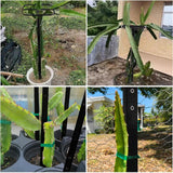 Maxbell Dragon Fruit Trellis Versatile Garden Trellis for Cucumbers Backyard Flowers
