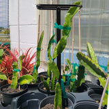 Maxbell Dragon Fruit Trellis Versatile Garden Trellis for Cucumbers Backyard Flowers