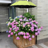 Maxbell Plant Umbrellas for Outdoor Plants Planter Shade Cover for Patio Garden Beds Green