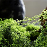 Maxbell False Moss Ornaments Simulated Green Plants for Terrariums Garden Plant Pots S Dark Green