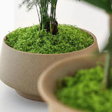 Maxbell False Moss Ornaments Simulated Green Plants for Terrariums Garden Plant Pots M Light Green
