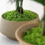 Maxbell False Moss Ornaments Simulated Green Plants for Terrariums Garden Plant Pots M Dark Green