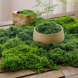 Maxbell False Moss Ornaments Simulated Green Plants for Terrariums Garden Plant Pots L Light Green