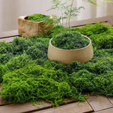 Maxbell False Moss Ornaments Simulated Green Plants for Terrariums Garden Plant Pots L Dark Green