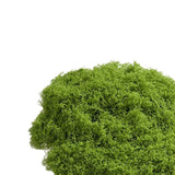 Maxbell False Moss Ornaments Simulated Green Plants for Terrariums Garden Plant Pots L Dark Green