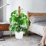 Maxbell Moss Pole for Plants 47inch Palm Bendable for Potted Plants