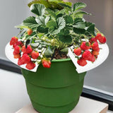 Maxbell 4x Strawberry Plant Supports Lightweight Keep Berries Clean Protection Racks White