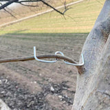 Maxbell 50Pcs Fruit Tree Branch Pullers Orchard Tool Branch Puller for Improve Yield M13