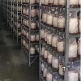 Maxbell 20x Mushroom Grow Bags Planting Tent Clear Breathable Mushroom Substrate Bag 20x12x50cm 0.06mm