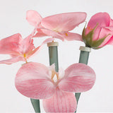 Maxbell 50 Pieces Flower Water Tubes Florist Supplies Nutrient Tube for Fresh Floral 14.5cmx2cmx2cm
