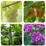 Maxbell 100 Pieces 3 Position Garden Vine Crops Ties Support 8cm 10cm 12cm Windproof