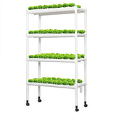 Maxbell Hydroponic System Grow Kit for Leafy Vegetables Mint Lettuce Canola Parsley