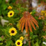 Maxbell Coneflower Stake Sturdy Iron Echinacea Yard Stake for Landscape Yard Outside
