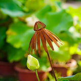 Maxbell Coneflower Stake Sturdy Iron Echinacea Yard Stake for Landscape Yard Outside