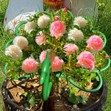 Maxbell 10 Pieces Plant Support Stakes Sturdy for Indoor Outdoor Plants Balcony Yard