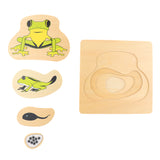 Maxbell Maxbell The Growth Process of Frog Jigsaw Puzzles Matching Toy for Kids Montessori Early Developing Toy