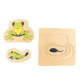 Maxbell Maxbell The Growth Process of Frog Jigsaw Puzzles Matching Toy for Kids Montessori Early Developing Toy