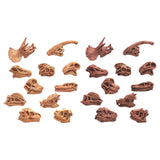 Maxbell 20x Vivid Dinosaur Skull Model Dinosaur Decor Desktop Display Decorative