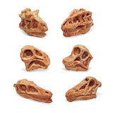 Maxbell 20x Vivid Dinosaur Skull Model Dinosaur Decor Desktop Display Decorative