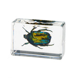 Maxbell 12 Pieces Animal in Resin Collection for Classroom Biologists Boys and Girls