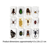 Maxbell 12 Pieces Animal in Resin Collection for Classroom Biologists Boys and Girls