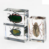 Maxbell 12 Pieces Animal in Resin Collection for Classroom Biologists Boys and Girls