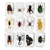 Maxbell 12 Pieces Animal in Resin Collection for Classroom Biologists Boys and Girls