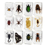 Maxbell 12 Pieces Animal in Resin Collection for Classroom Biologists Boys and Girls