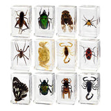 Maxbell 12 Pieces Animal in Resin Collection for Classroom Biologists Boys and Girls