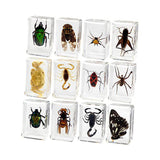 Maxbell 12 Pieces Animal in Resin Collection for Classroom Biologists Boys and Girls
