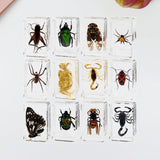 Maxbell 12 Pieces Animal in Resin Collection for Classroom Biologists Boys and Girls