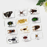 Maxbell 12 Pieces Animal in Resin Collection for Classroom Biologists Boys and Girls