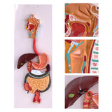 Maxbell Kids Teaching Digestive System Demonstration Model Educational Tool for Kids