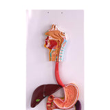 Maxbell Kids Teaching Digestive System Demonstration Model Educational Tool for Kids