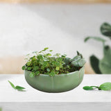 Maxbell Flower Pot Bonsai Pot Bamboo Tray 10 inch Large Planter Home Small Ornaments