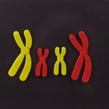 Maxbell Chromosome Changes Model Biology Teaching Instrument for Home School Teacher