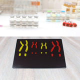 Maxbell Chromosome Changes Model Biology Teaching Instrument for Home School Teacher