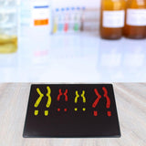 Maxbell Chromosome Changes Model Biology Teaching Instrument for Home School Teacher