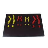 Maxbell Chromosome Changes Model Biology Teaching Instrument for Home School Teacher