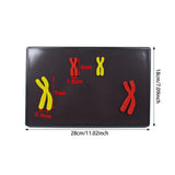 Maxbell Chromosome Changes Model Biology Teaching Instrument for Home School Teacher