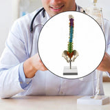 Maxbell Human Spine Skeleton Statue for Demonstration Biology Class Educational Tool