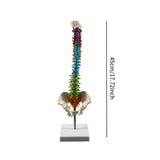 Maxbell Human Spine Skeleton Statue for Demonstration Biology Class Educational Tool