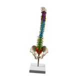 Maxbell Human Spine Skeleton Statue for Demonstration Biology Class Educational Tool