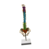 Maxbell Human Spine Skeleton Statue for Demonstration Biology Class Educational Tool
