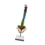 Maxbell Human Spine Skeleton Statue for Demonstration Biology Class Educational Tool