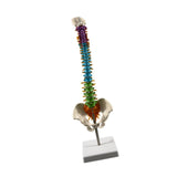 Maxbell Human Spine Skeleton Statue for Demonstration Biology Class Educational Tool